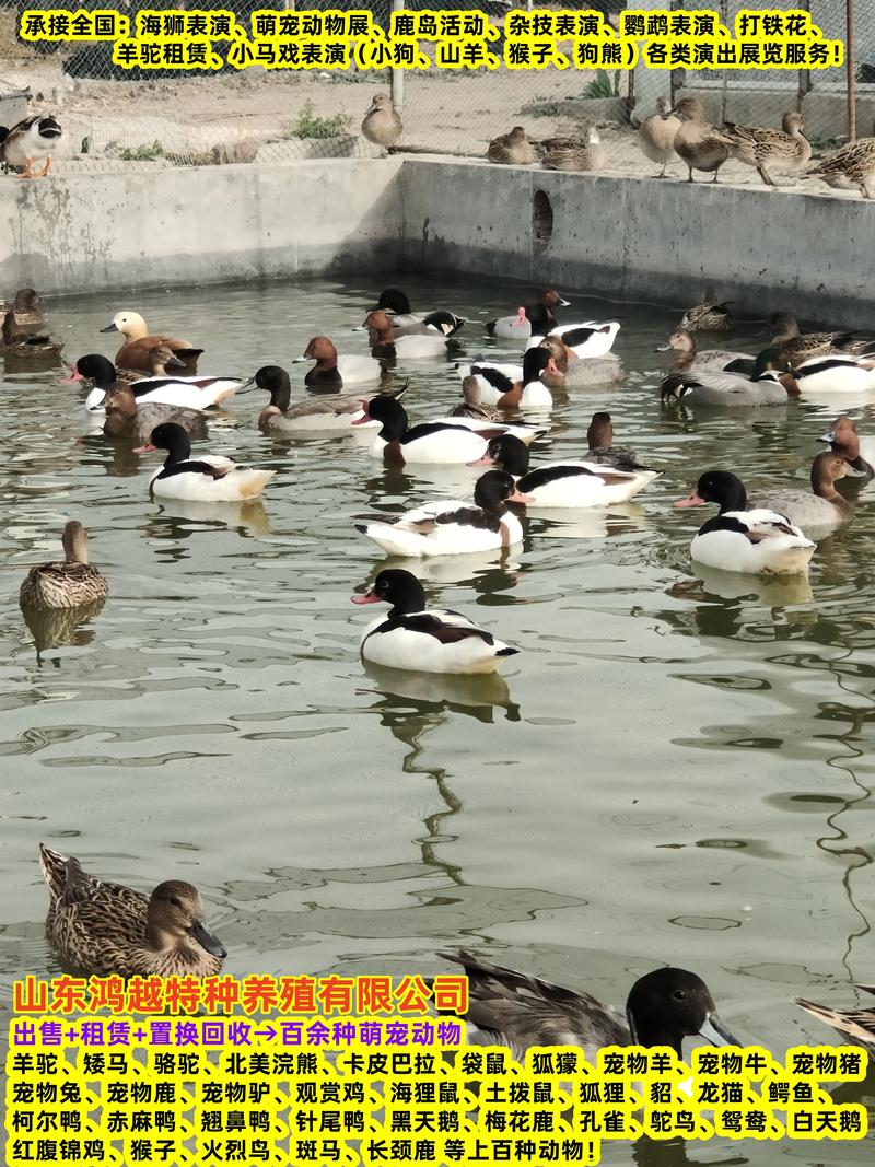 水灾过后养殖什么挣线-第2张图片-宁夏农业信息网