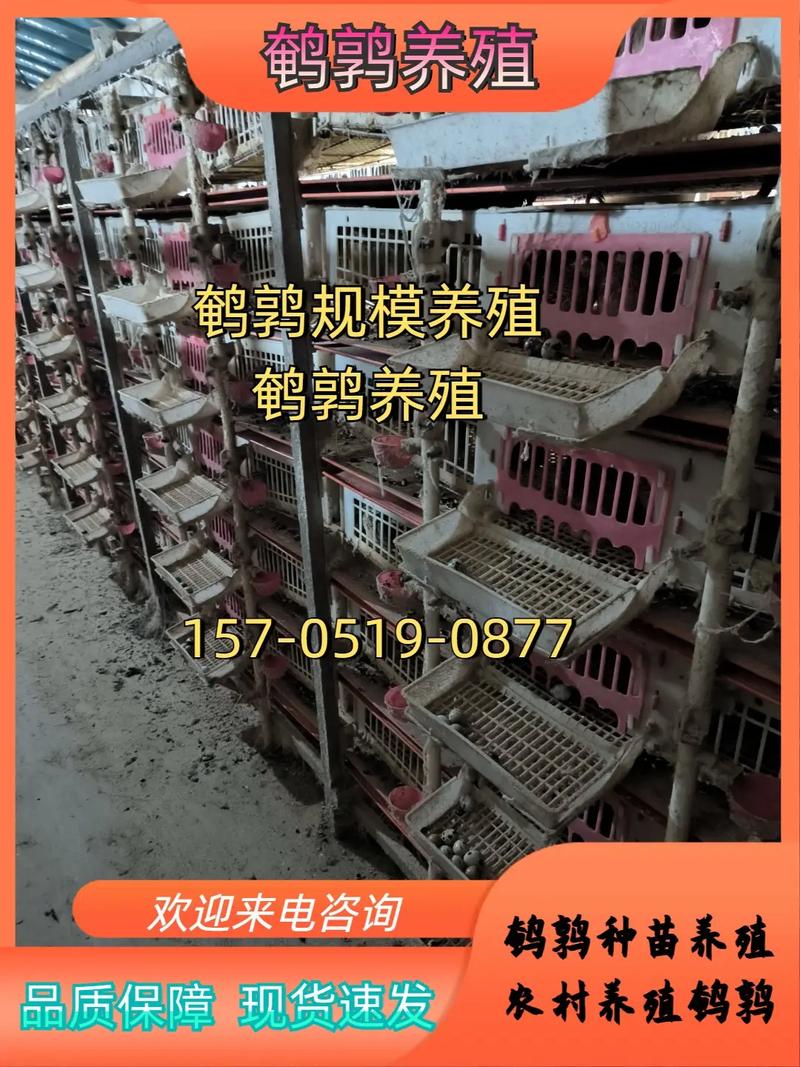 鹌鹑怎么育雏喂什么饲料-第3张图片-宁夏农业信息网 鹌鹑怎么育雏喂什么饲料-第3张图片-宁夏农业信息网