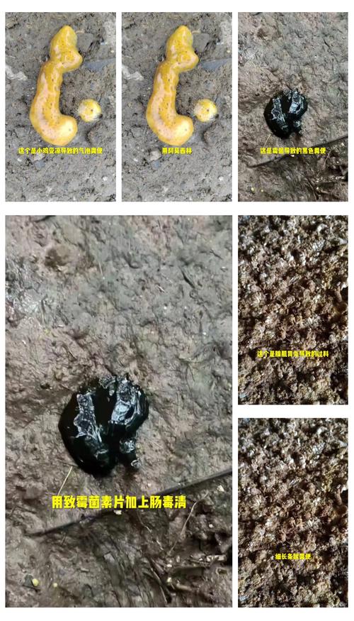 蛋鸡饲料中石粉过多什么症状-第2张图片-宁夏农业信息网 蛋鸡饲料中石粉过多什么症状-第2张图片-宁夏农业信息网