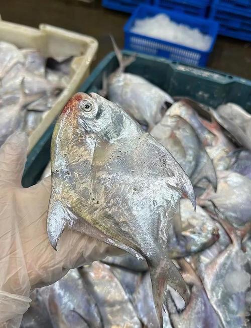 鲳鱼多少钱价格-第2张图片-宁夏农业信息网