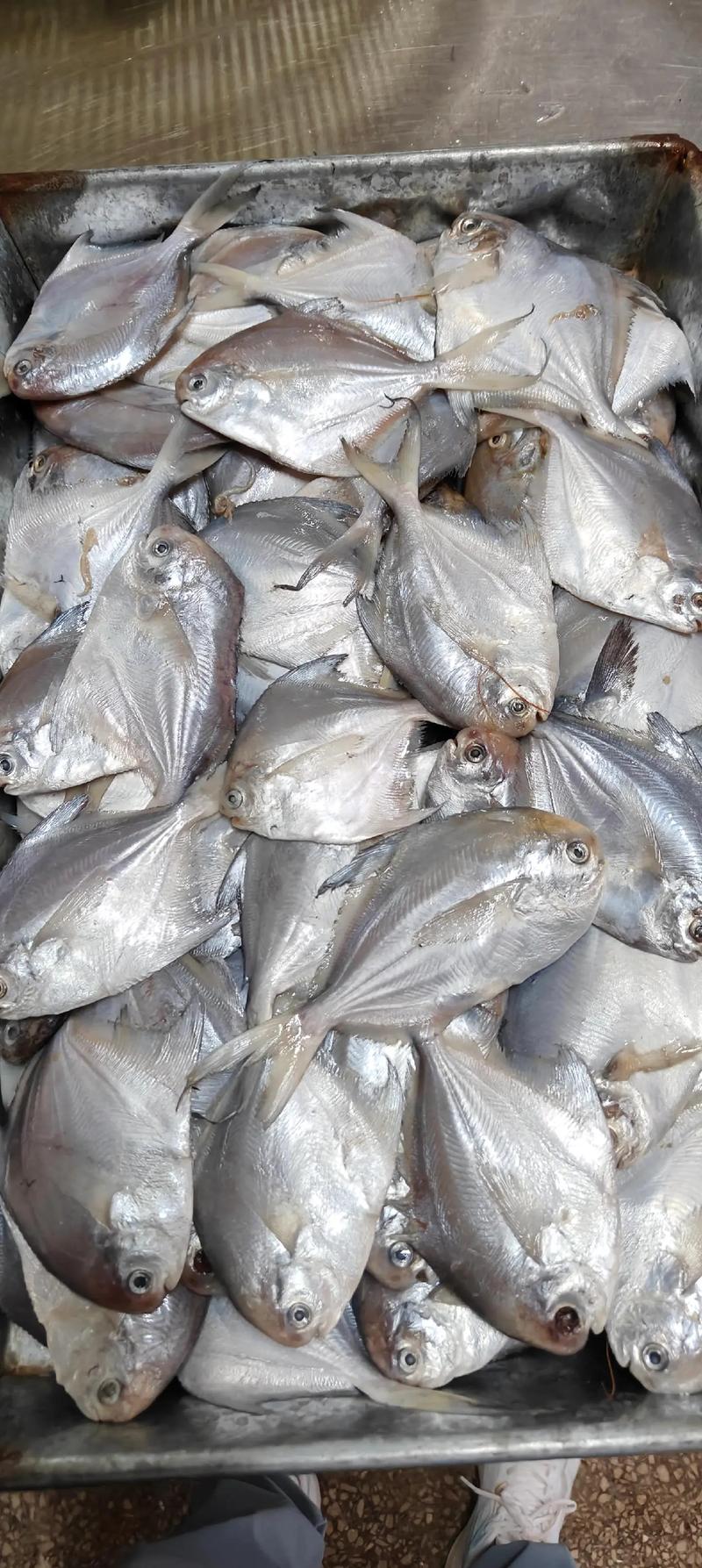 鲳鱼多少钱价格-第3张图片-宁夏农业信息网