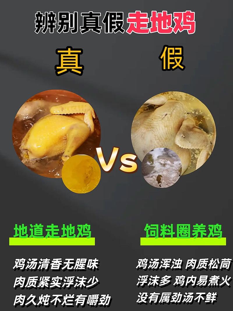 土鸡青粗饲料是什么-第3张图片-宁夏农业信息网