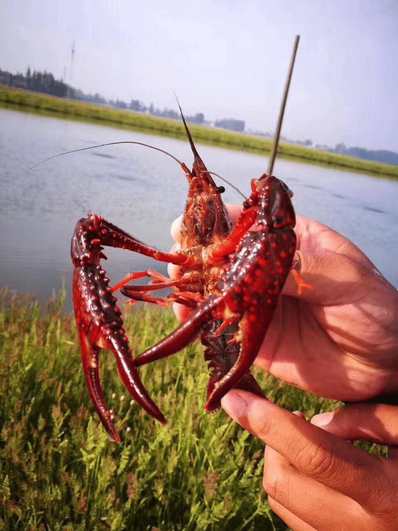 龙虾池可以养殖什么鱼-第2张图片-宁夏农业信息网