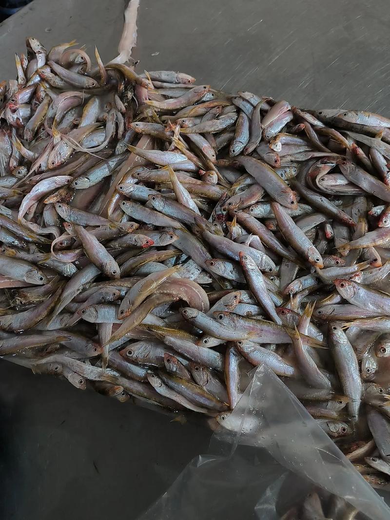 龙虾池可以养殖什么鱼-第3张图片-宁夏农业信息网