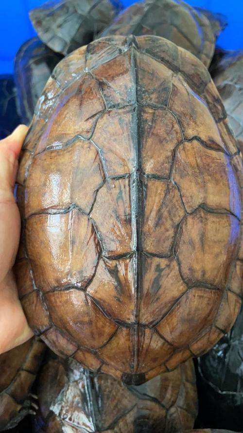 今年石龟多少价格-第2张图片-宁夏农业信息网