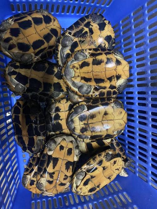 今年石龟多少价格-第3张图片-宁夏农业信息网