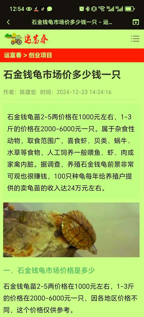 今年石龟多少价格-第1张图片-宁夏农业信息网