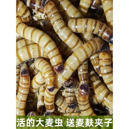 大麦虫最佳饲料是什么-第2张图片-宁夏农业信息网