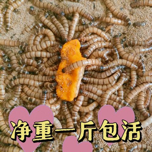 大麦虫最佳饲料是什么-第1张图片-宁夏农业信息网