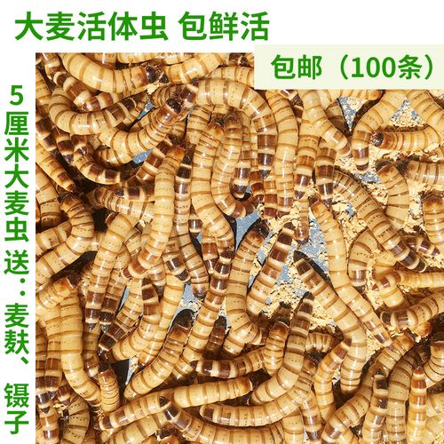 大麦虫最佳饲料是什么-第3张图片-宁夏农业信息网