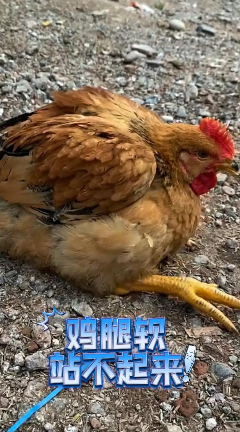 吃什么饲料鸡长的快-第1张图片-宁夏农业信息网 吃什么饲料鸡长的快-第1张图片-宁夏农业信息网