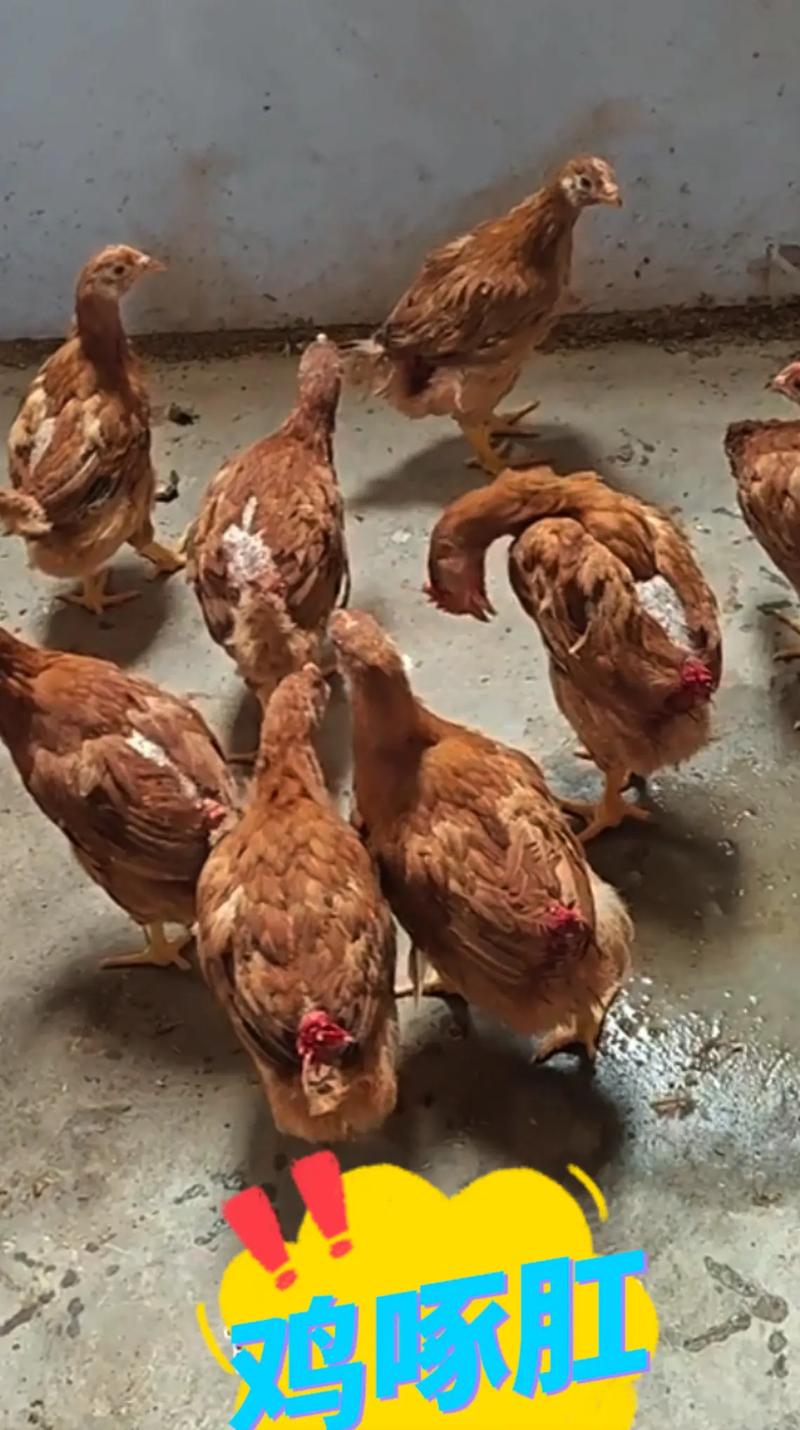 吃什么饲料鸡长的快-第2张图片-宁夏农业信息网 吃什么饲料鸡长的快-第2张图片-宁夏农业信息网