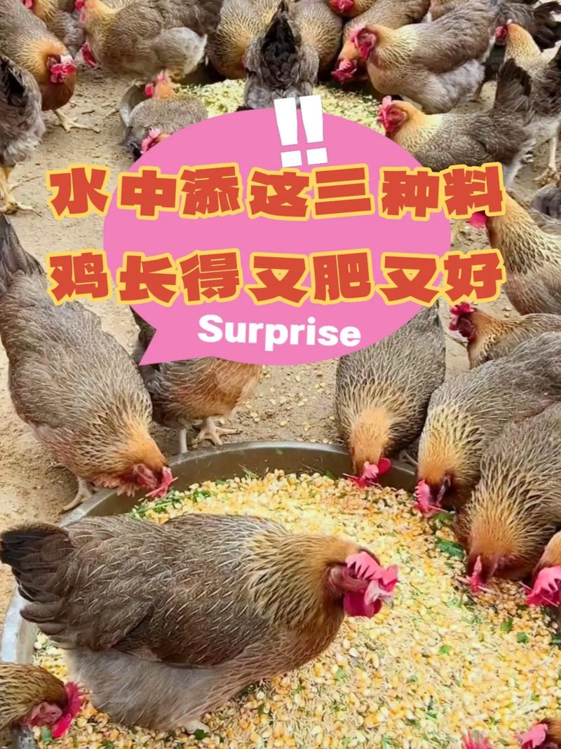 小鸡吃什么饲料长得快-第2张图片-宁夏农业信息网