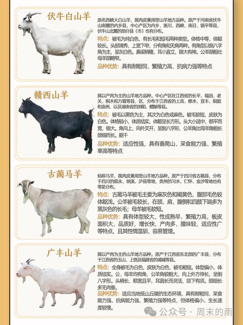 陕西绵羊价格卖多少-第3张图片-宁夏农业信息网