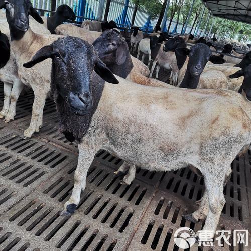 陕西绵羊价格卖多少-第2张图片-宁夏农业信息网