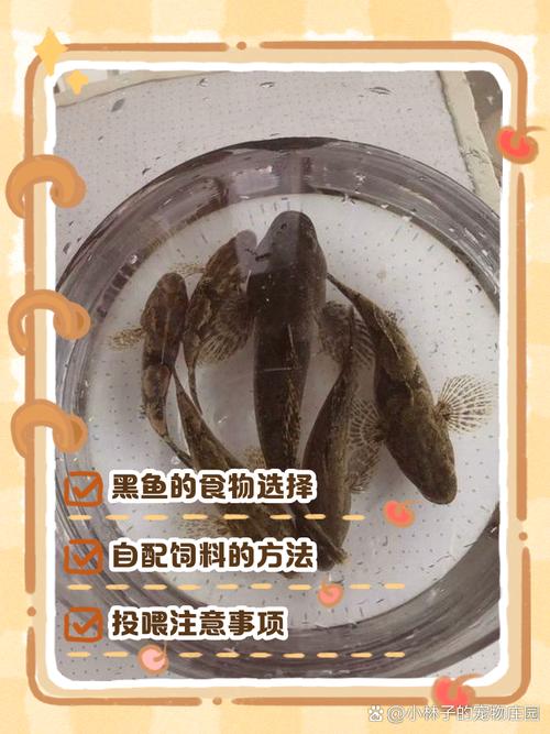 养殖黑鱼喂什么饲料好-第1张图片-宁夏农业信息网