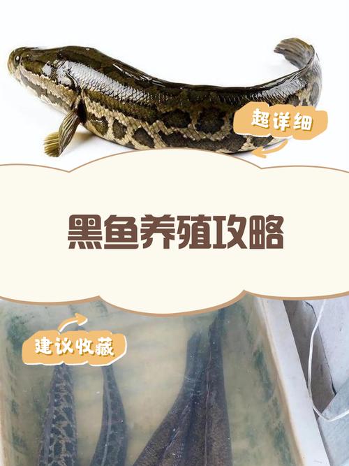 养殖黑鱼喂什么饲料好-第3张图片-宁夏农业信息网