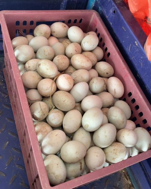 湖北蛋价格是多少-第3张图片-宁夏农业信息网