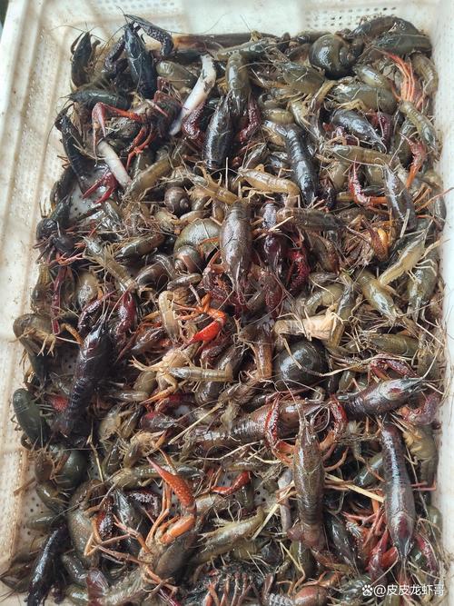 小龙虾养殖有什么病-第1张图片-宁夏农业信息网