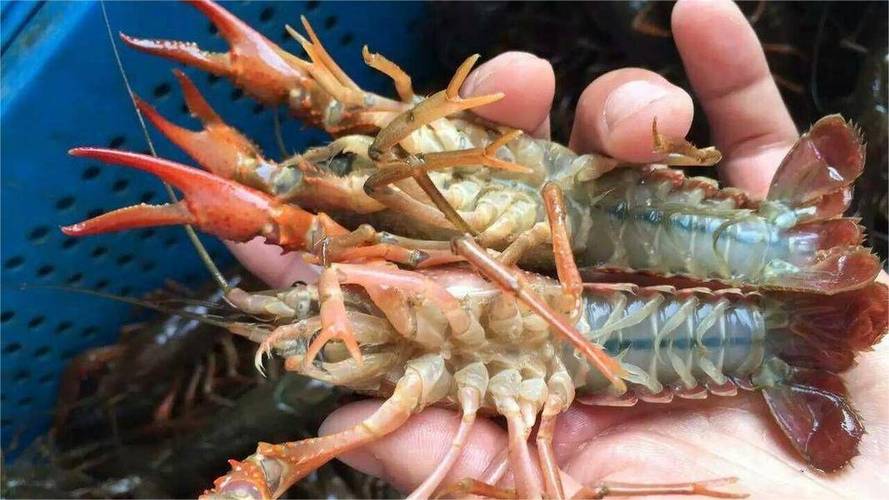 小龙虾养殖有什么病-第3张图片-宁夏农业信息网