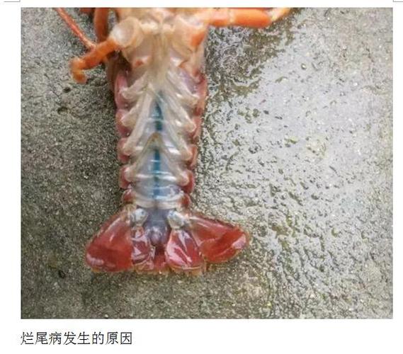 小龙虾养殖有什么病-第2张图片-宁夏农业信息网