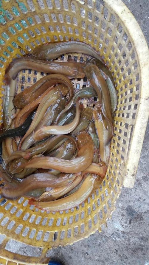 湛江塘虱价格多少-第2张图片-宁夏农业信息网