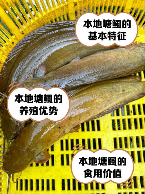 湛江塘虱价格多少-第1张图片-宁夏农业信息网