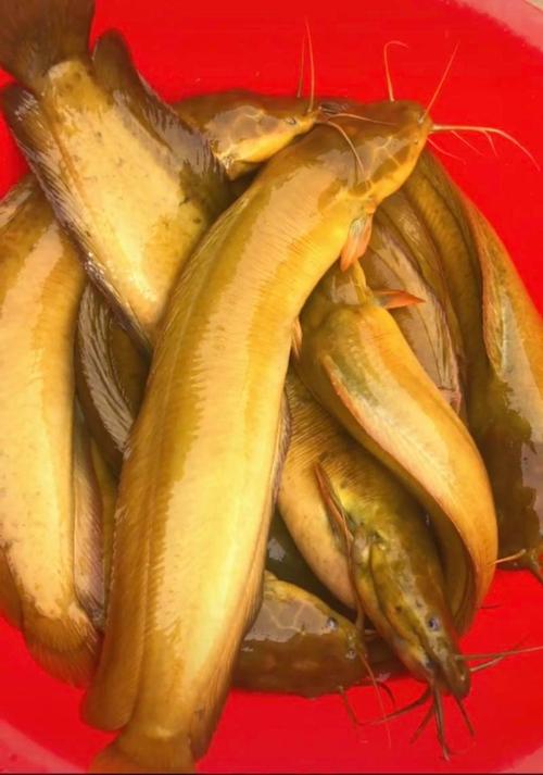 湛江塘虱价格多少-第3张图片-宁夏农业信息网