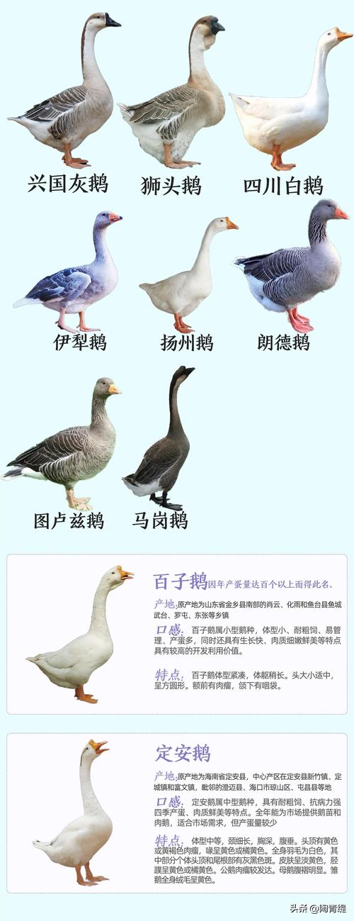 新疆伊犁鹅价格多少-第3张图片-宁夏农业信息网