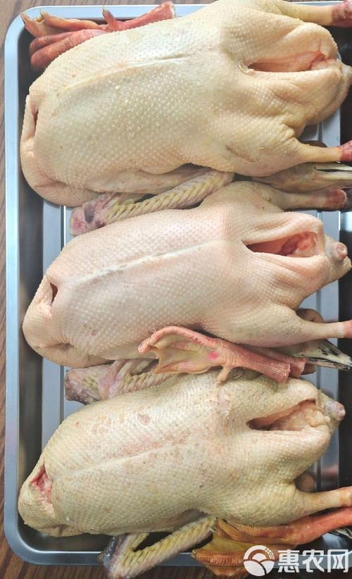 新疆伊犁鹅价格多少-第2张图片-宁夏农业信息网