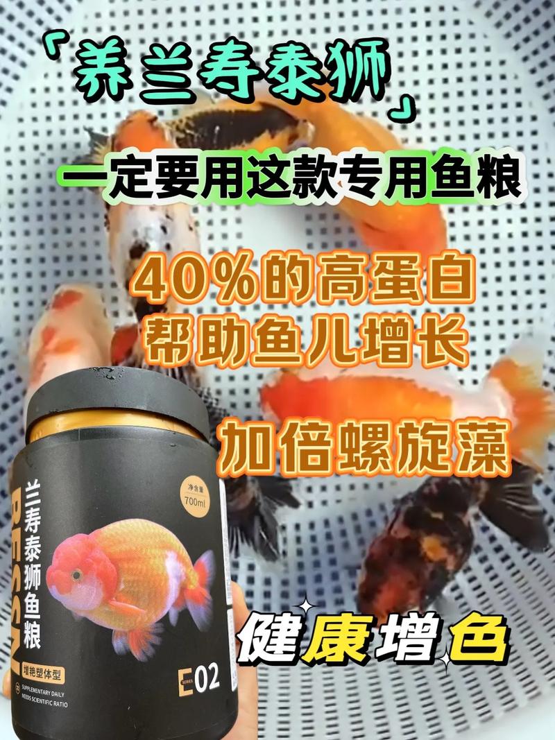 养金鱼为什么饲料长的快-第1张图片-宁夏农业信息网
