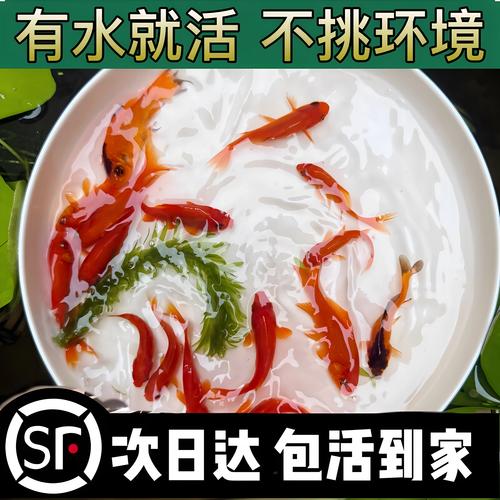 养金鱼为什么饲料长的快-第3张图片-宁夏农业信息网