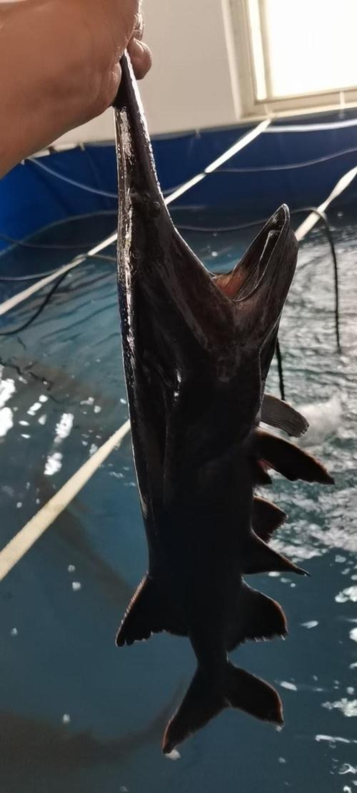 江苏养殖鱼吃什么-第3张图片-宁夏农业信息网