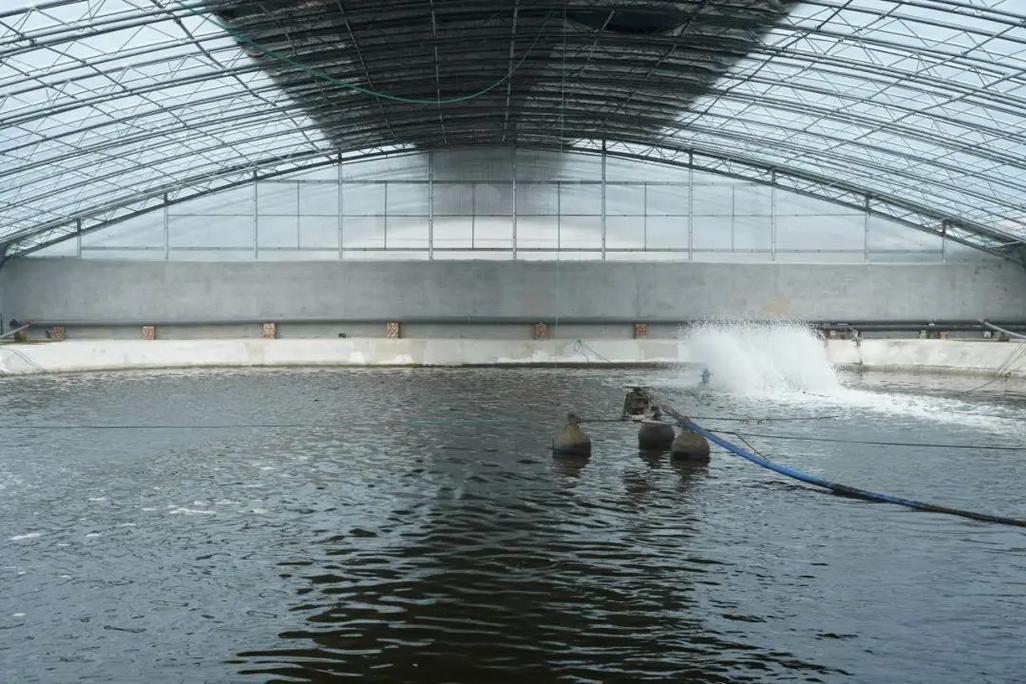 北方池塘养殖什么-第1张图片-宁夏农业信息网