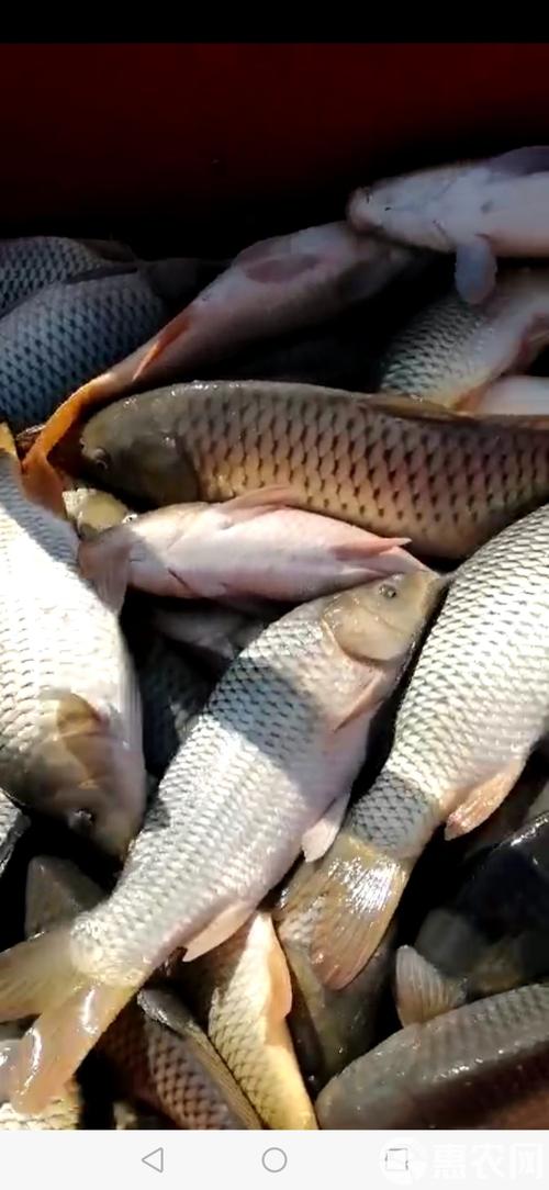 北方池塘养殖什么-第2张图片-宁夏农业信息网