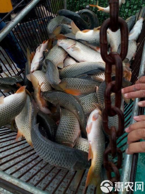 北方池塘养殖什么-第3张图片-宁夏农业信息网