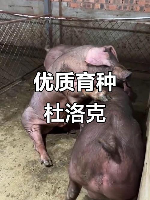 杜洛克公猪吃什么饲料-第2张图片-宁夏农业信息网