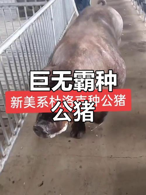 杜洛克公猪吃什么饲料-第1张图片-宁夏农业信息网