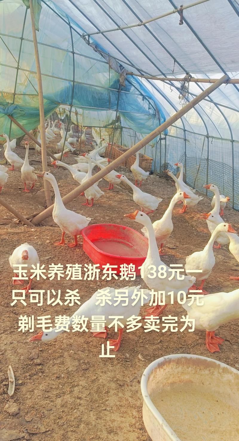 湖州太湖鹅多少价格-第3张图片-宁夏农业信息网