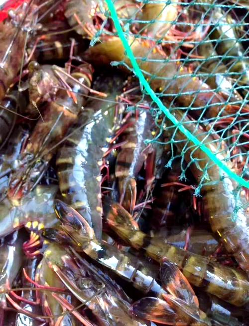 九节虾吃什么饲料吗-第1张图片-宁夏农业信息网 九节虾吃什么饲料吗-第1张图片-宁夏农业信息网