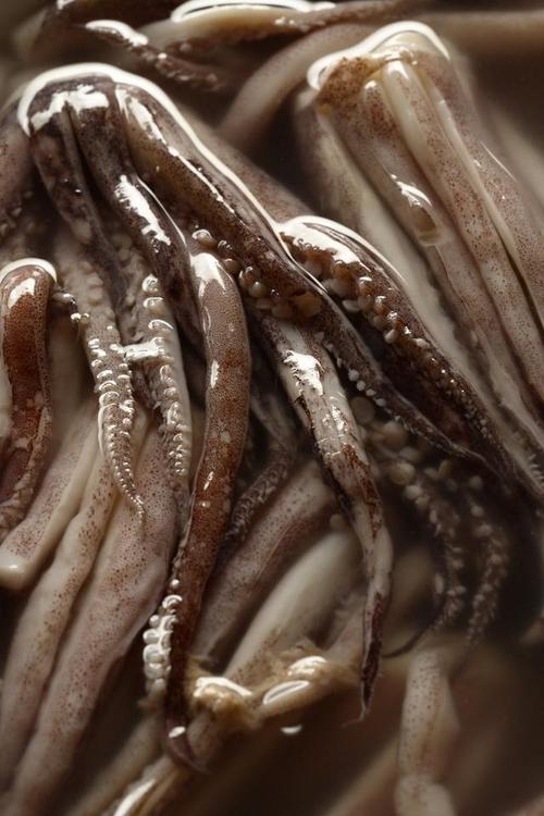 养殖鱿鱼吃什么为生-第2张图片-宁夏农业信息网