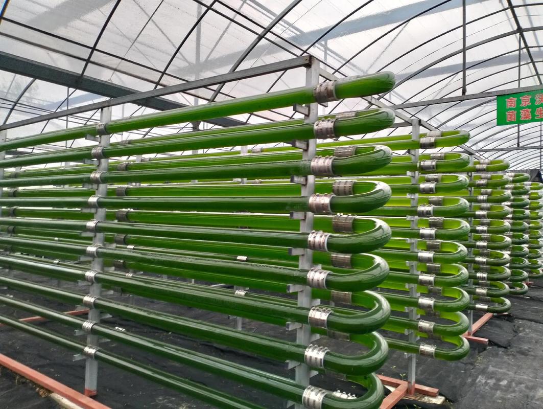 养殖用什么培小球藻-第2张图片-宁夏农业信息网