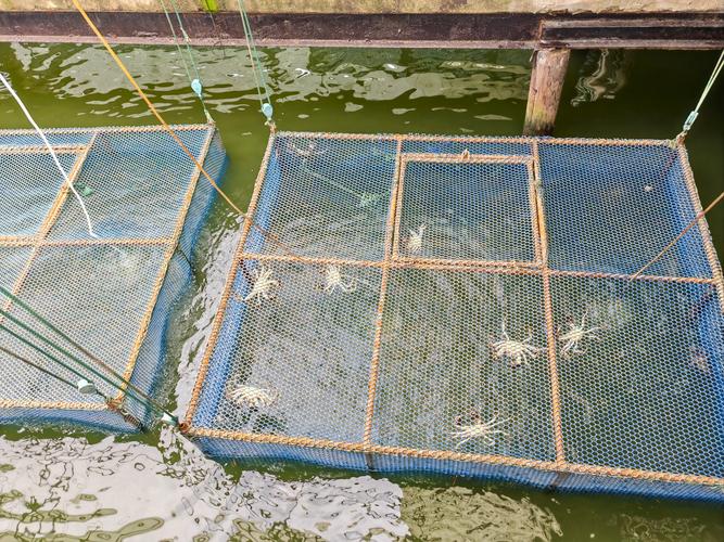 梭子蟹养殖笼什么样子-第1张图片-宁夏农业信息网