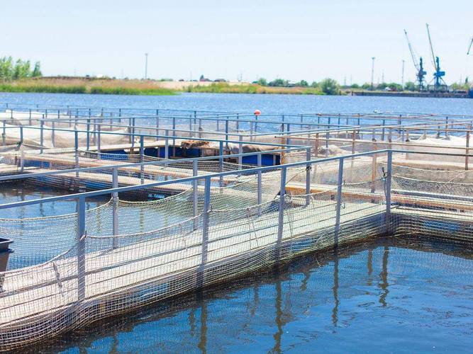 什么鱼塘养殖-第3张图片-宁夏农业信息网 什么鱼塘养殖-第3张图片-宁夏农业信息网