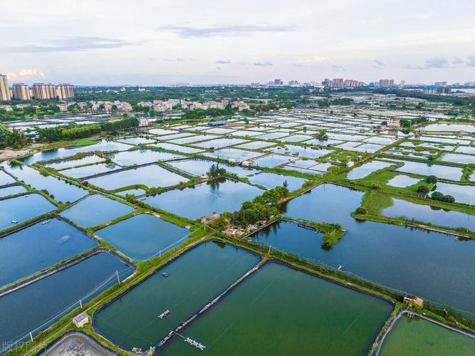 什么鱼塘养殖-第2张图片-宁夏农业信息网 什么鱼塘养殖-第2张图片-宁夏农业信息网