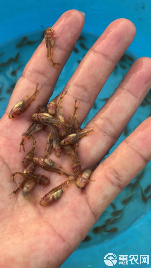 人工养殖什么鱼好养-第3张图片-宁夏农业信息网 人工养殖什么鱼好养-第3张图片-宁夏农业信息网