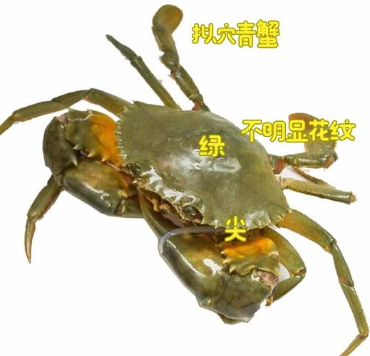 青蟹为什么不能养殖-第3张图片-宁夏农业信息网 青蟹为什么不能养殖-第3张图片-宁夏农业信息网