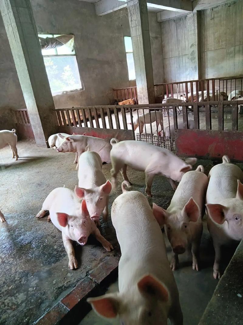 什么青饲料养猪-第3张图片-宁夏农业信息网 什么青饲料养猪-第3张图片-宁夏农业信息网