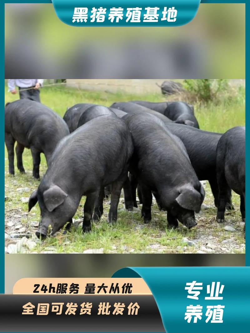 什么青饲料养猪-第2张图片-宁夏农业信息网 什么青饲料养猪-第2张图片-宁夏农业信息网