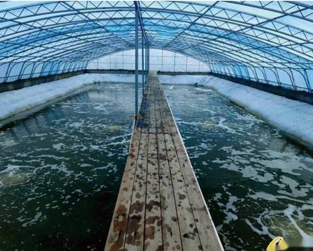 什么是鱼类增养殖业-第2张图片-宁夏农业信息网